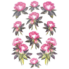 Pfingstrosen-Rosen-Wildrosen-Blume, vollfarbig, zum Aufbügeln