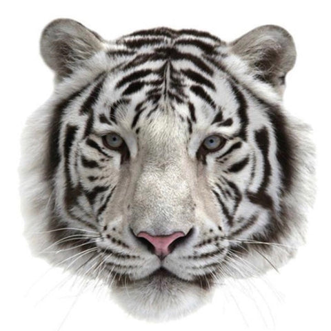 Tijger Witte Siberische Tijger Strijk Applicatie Small