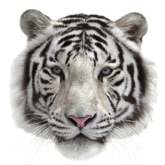 Tiger Weiß Sibirischer Tiger zum Aufbügeln, klein