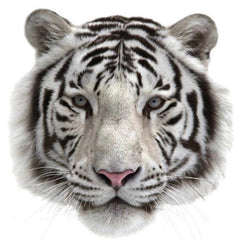 Tiger Weiß Sibirischer Tiger Bügelbild XXL