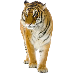 Tiger Indian Bügelapplikation XL